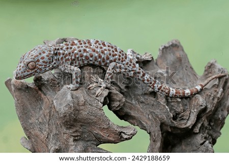 A tokay gecko is sunbathing on a dry tree trunk before starting its daily activities. This reptile has the scientific name Gekko gecko.
