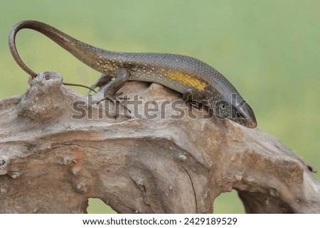 A common sun skink is sunbathing on a dry tree trunk before starting its daily activities. This reptile has the scientific name Mabouya multifasciata.