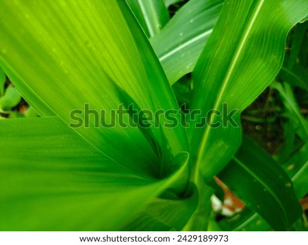 Green corn leaves mean they are fertile