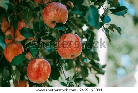 Apple in tree jpg picture
