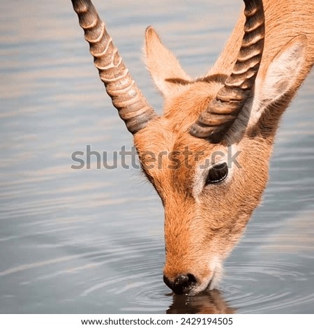 A deer or true deer is a hoofed ruminant ungulate of the family Cervidae. It is divided into subfamilies Cervinae and Capreolinae. Male deer of almost all species.