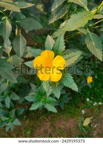 Close-up of Stunning Turnera ulmifolia (yellow Alder,West Indian Holly, False damiana,Sage Rose,Yellow Turnera,Holy Rose) yellow flowers with leaves detailed ultra hd hi-res stock image photo picture 