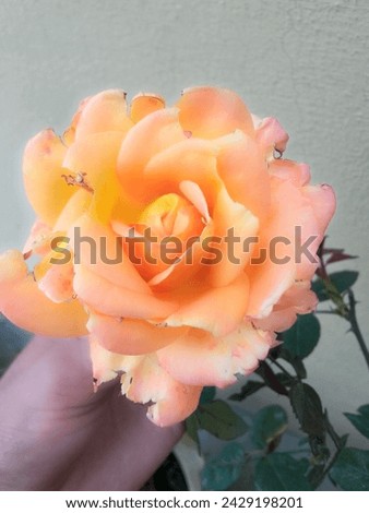 Rose Flower Hand Scatch Picture very Interesting Rose Flower Picture 