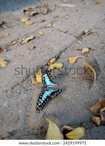 A fairly blurry picture of a turquoise butterfly that fell to the ground and died among the fallen tree leaves because they had turned yellow.
