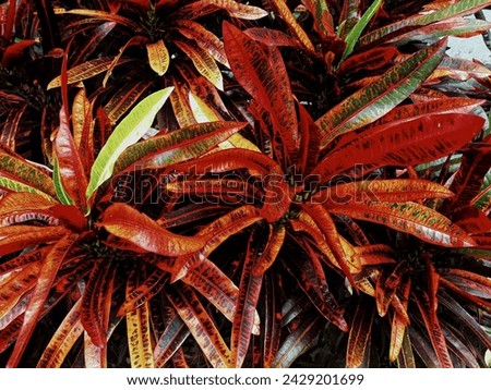 Croton plant pictures have many very beautiful color variations