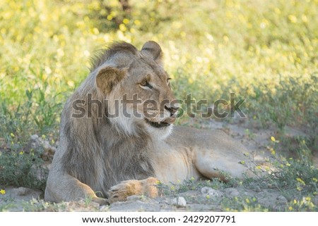 Young Lion - Panthera leo male laying on ground and leaking its lips at green background. Photo from Kgalagadi Transfrontier Park in South Africa