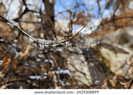 ice covers tree branches. cold snap. changing of the climate Royalty-Free Stock Photo #2429208899