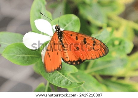 Danaus chrysippus, also known as the plain tiger is a medium-sized butterfly widespread in Asia, Australia and Africa Royalty-Free Stock Photo #2429210387