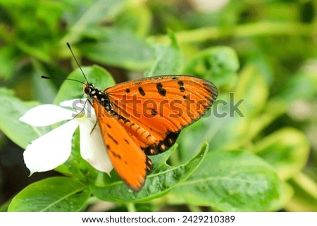 Danaus chrysippus, also known as the plain tiger is a medium-sized butterfly widespread in Asia, Australia and Africa Royalty-Free Stock Photo #2429210389