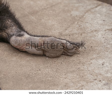 close-up photo of a tasman cert's leg Royalty-Free Stock Photo #2429210401