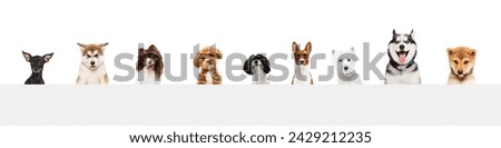 Cute and smart companion. Collage made of portraits of purebred dogs against white studio background. Concept of canine, pets love, animal life. Look happy, delighted. Copy space for ad, flyer.