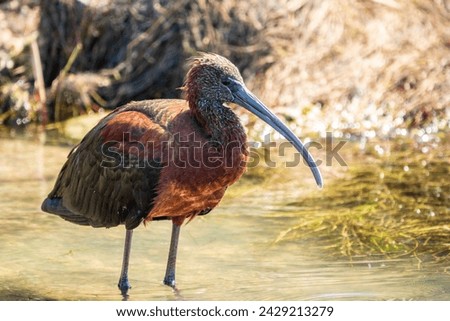 The glossy ibis, latin name Plegadis falcinellus, searching for food in the shallow lagoon. A brown ibis stands in the water on the shore of the lake. Royalty-Free Stock Photo #2429213279