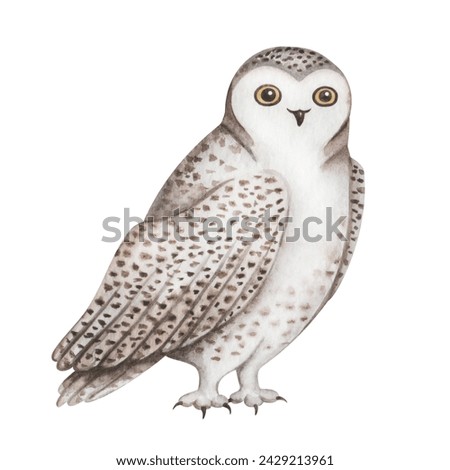 Watercolor illustration. Hand painted snowy owl with white and brown plumage, feathers, wings and big eyes. Polar Owl. White owl. Arctic bird. Bird standing. Isolated clip art. Bubo scandiacus