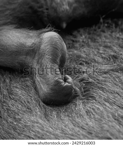 Baby gorilla, the photo shows her beautiful little leg