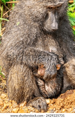 Baby Baboon sheltering under Mother Baboon