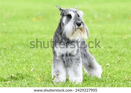 Miniature schnauzer dog walking through a field on a bright sunny summer day
 Royalty-Free Stock Photo #2429227905