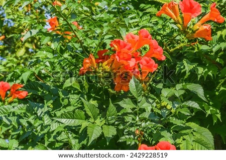It's photo of trumpet vine flowers in garden. It's red flower in shadow. It is close up view of the pink flower in shadow park.