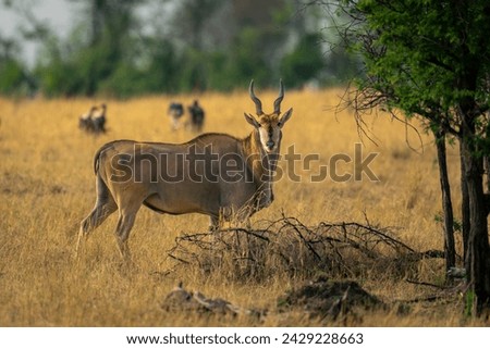 Male common eland stands turning to camera Royalty-Free Stock Photo #2429228663