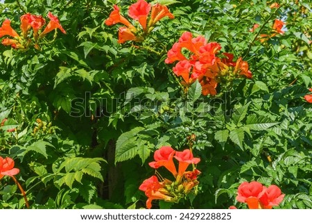It's a photo of trumpet vine flowers in garden. It's a red flower in shadow. It is close up view of pink flower in shadow park.