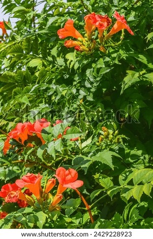It's photo of a trumpet vine flowers in garden. It's red flower in shadow. It is close up view of pink flower in shadow park.