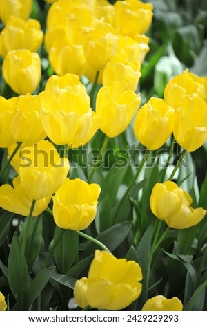 Yellow Triumph tulips (Tulipa) Dutch Sunrise bloom in a garden in April