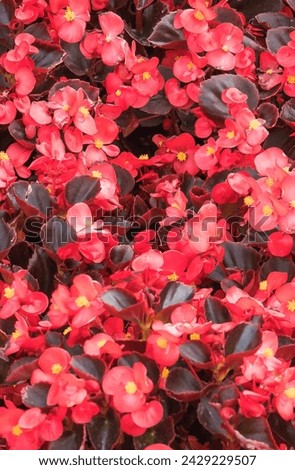 It's a photo of Red Begonia flower (Begonia semperflorens). It is close up view of blooming pink flower in garden. Its view of begonia flower bed in park. It is flower background.