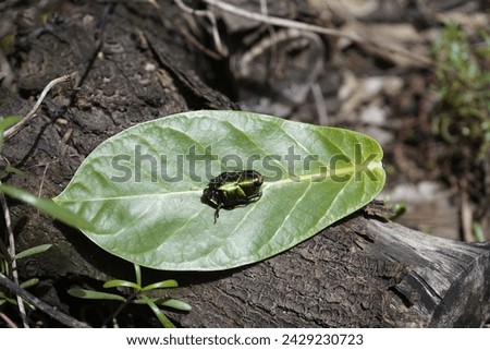 Macraspis festiva is a species of beetle in the family Scarabaeidae. Cocó Park, Fortaleza - Ceará, Brazil. Royalty-Free Stock Photo #2429230723