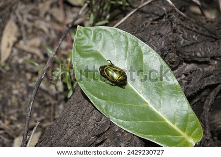 Macraspis festiva is a species of beetle in the family Scarabaeidae. Cocó Park, Fortaleza - Ceará, Brazil. Royalty-Free Stock Photo #2429230727