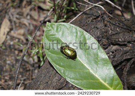 Macraspis festiva is a species of beetle in the family Scarabaeidae. Cocó Park, Fortaleza - Ceará, Brazil. Royalty-Free Stock Photo #2429230729