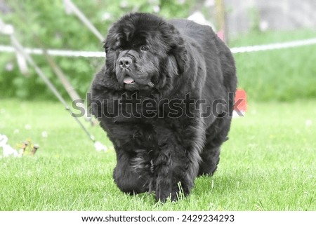Newfoundland dog walking through a field on a bright sunny summer day Royalty-Free Stock Photo #2429234293