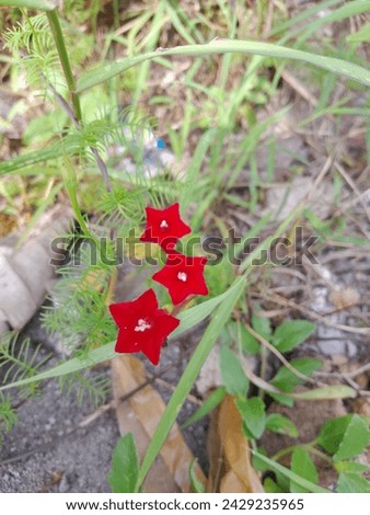 The earthy ornamental plant, tali-tali flower, or katilan has the scientific name Ipomoea quamoclit which many people know as Cypress vine. It comes from the Convolvulaceae family which consists of  Royalty-Free Stock Photo #2429235965