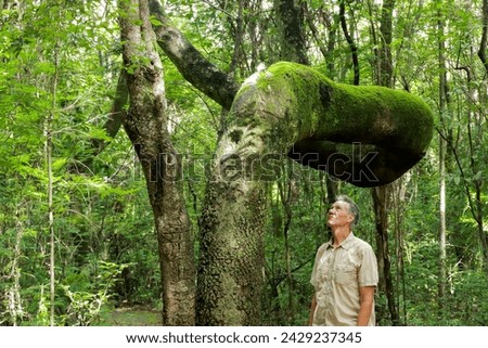 Biologist inspecting the crooked tree trunk of the Anigic Tree also known as the Floss silk that is found throughout the Savannas or Cerrados of Brazil Royalty-Free Stock Photo #2429237345