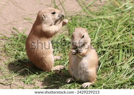 Cynomys ludovicianus, a diurnal rodent, eats grass in the zoo Royalty-Free Stock Photo #2429239213