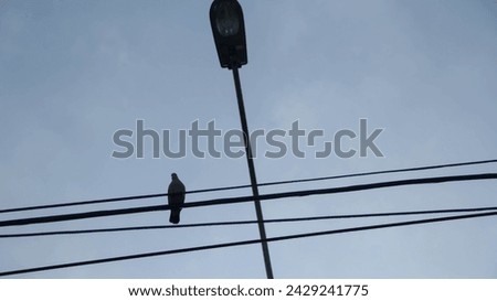 Mysterious silhouette: Bird in nadir view, backlit against a twilight sky. A touch of intrigue and shadowy beauty. Royalty-Free Stock Photo #2429241775