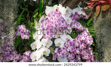 Phalaenopsis orchid, purple, white, bright colors, beautiful, natural, outdoors in the garden with evening sunlight.