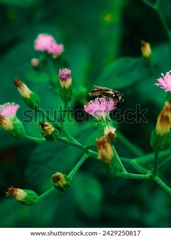 Photography of insect on a flower 