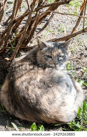 Gray stray cat sleeping under a bush close up