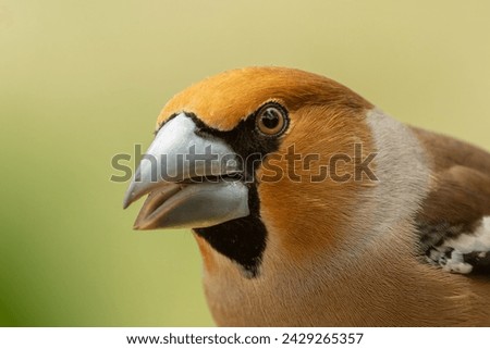  Hawfinch with open beak. It is a portrait shot of the male hawfinch.The large cone-shaped beak is clearly visible.The location was a forest with tall trees in the summer 2023. Royalty-Free Stock Photo #2429265357