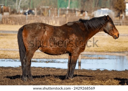 Picture from horse - animal photography