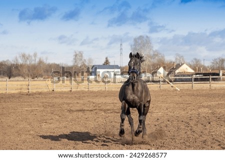 Picture from horse - animal photography