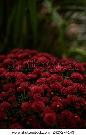 moody picture of autumnal red mums