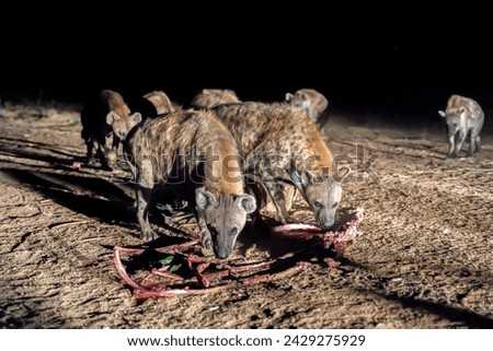 Spotted hyenas in Harar, Ethiopia