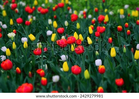 Tulips field mixed colors.Spring floral background.
