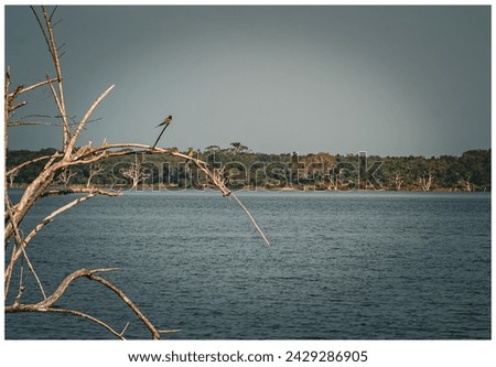 BIKER'S DIARY
Two Sparrows perched on a branch overlooking serene lake in Wilpattu National Park, picturesque scene of nature's tranquility.
  
WILPATTU NATIONAL PARK, SRI LANKA
JANUARY 26, 2024.