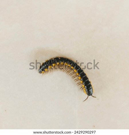 Harpaphe haydeniana, commonly known as the yellow-spotted millipede, almond-scented millipede or cyanide millipede, is a species of polydesmida millipede found in the moist forests along the Pacific Royalty-Free Stock Photo #2429290297