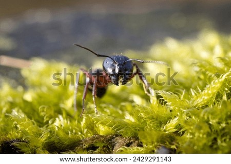 Forest ant (Formica fufa) in several pictures in its natural environment. Macro.