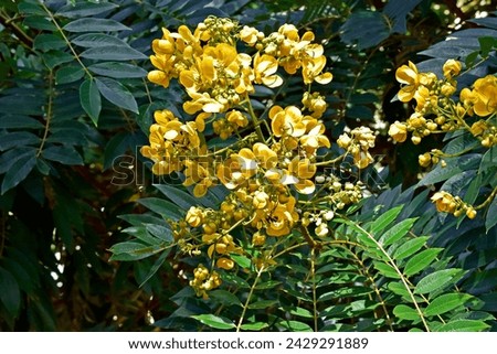 Golden wonder tree flowers (Senna spectabilis) Royalty-Free Stock Photo #2429291889