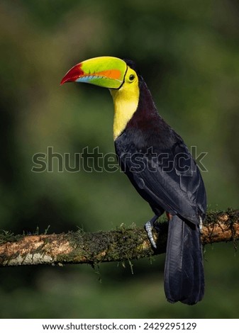 Keel-billed toucan in Costa Rica 