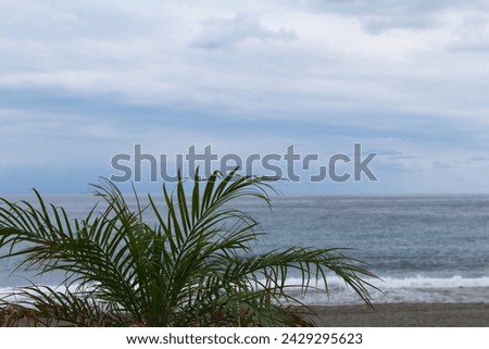 blue sky over the sea and palm leaves on the beach