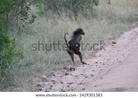 Mama baboon carrying fresh baby baboon (monkey)